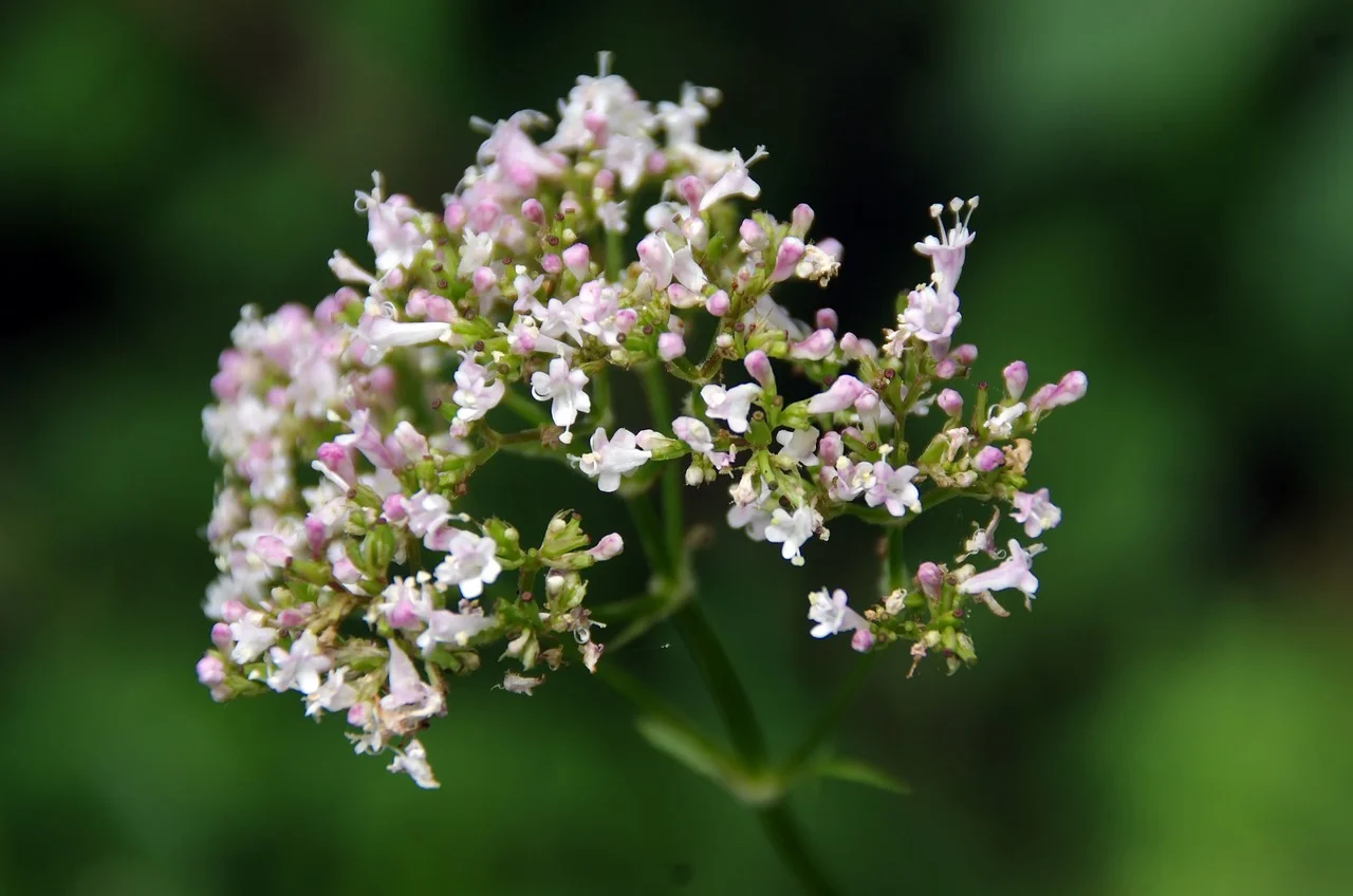 Valerian Root