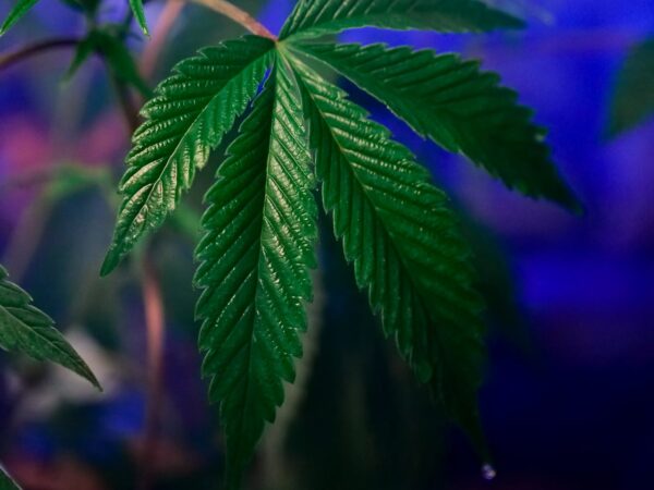 Inside Cannabis SEO Link Building: What’s Actually Working for Brands in 2026