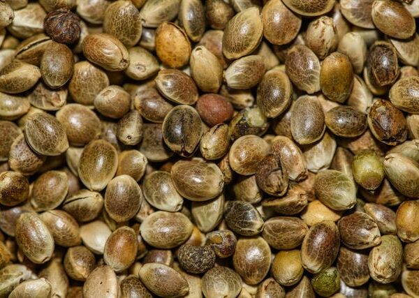 Cannabis Seeds Ecommerce Marketing in Canada: Comparing the Ways Sellers Actually Grow